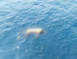Mayat Tanpa Identitas Ditemukan di Laut Mamuju
