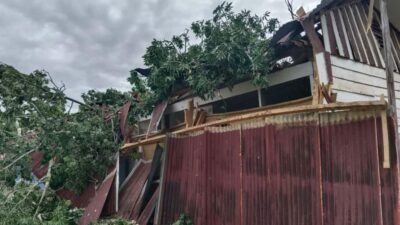 Pohon Tumbang Timpa Sekolah, Peoses Belajar Terhambat BPBD Sulbar Pastikan Penanganan Cepat
