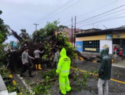Pohon Tumbang Tutup Jalan, Arus Lalu Lintas Trans Sulawesi Sempat Lumpuh Total